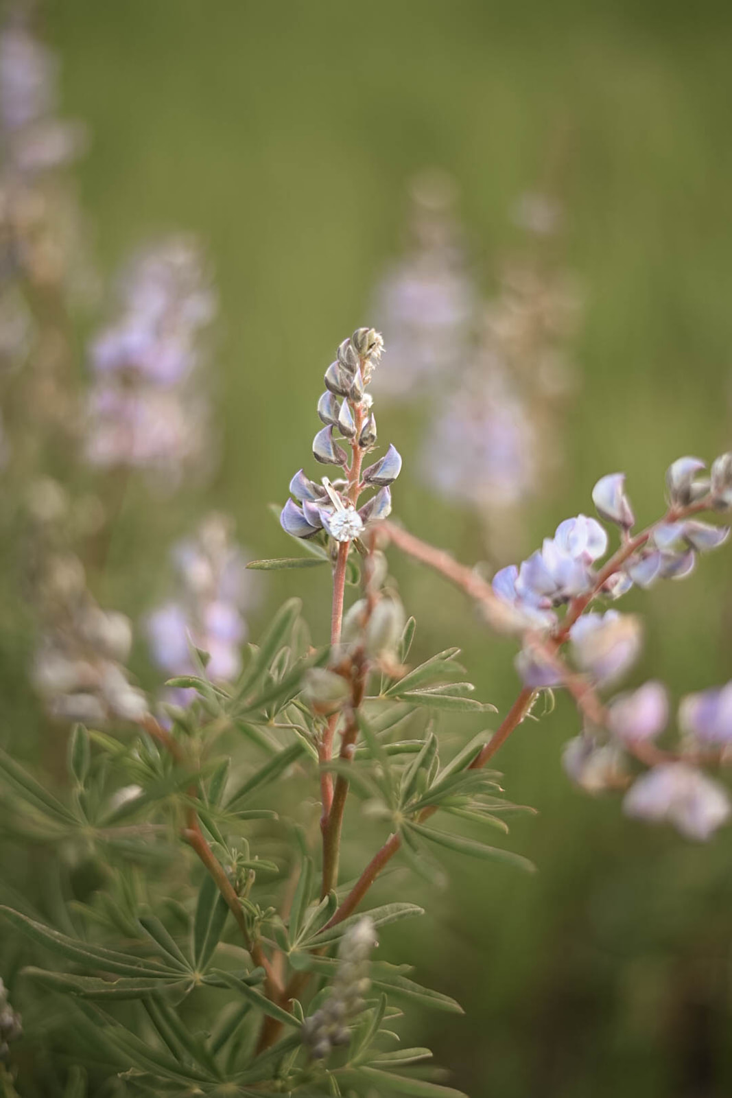 Close-up of a diamond engagement ring resting on a purple wildflower in a green meadow.