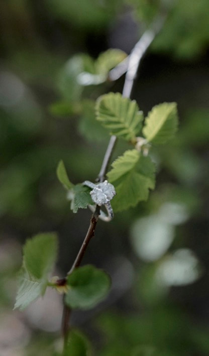 Engagement ring delicately placed on a fresh green branch, close-up detail shot.