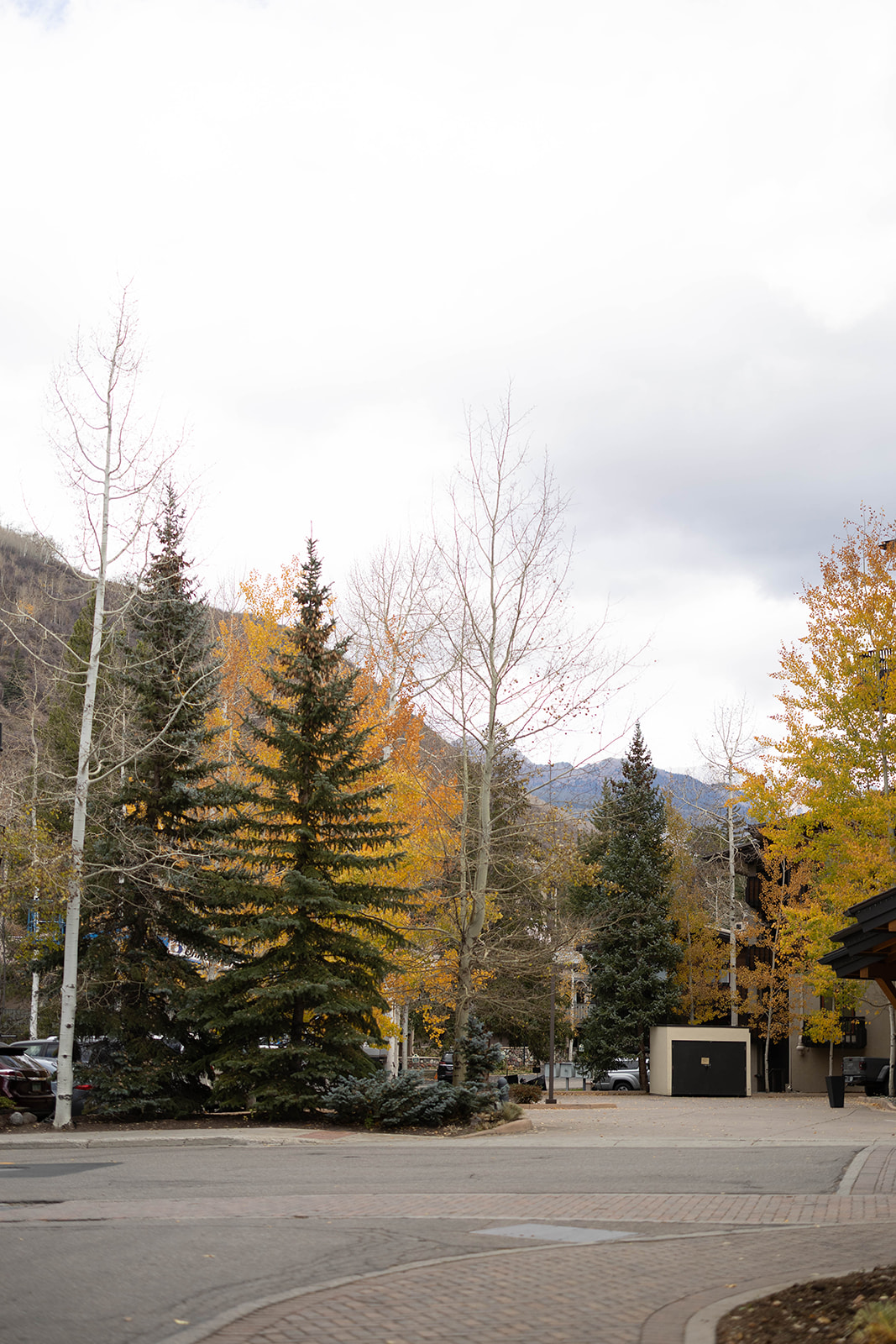A wide shot of tall evergreens and golden aspens on a cloudy fall day, with a quiet mountain-town street in the foreground.
