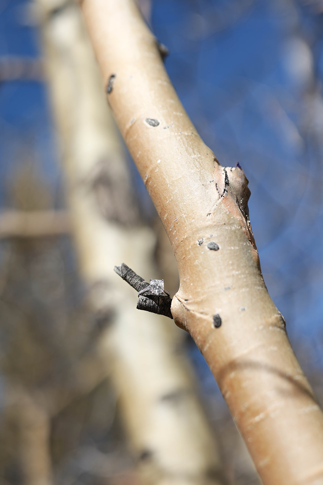 Close-up detail of an engagement ring delicately placed on a tree branch, photographed outdoors in natural mountain light.